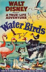 Watch Water Birds (Short 1952) Movie2k