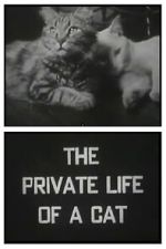 Watch The Private Life of a Cat (Short 1946) Movie2k
