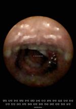 Watch Feeder (Short 2010) Movie2k