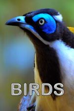 Watch Birds (Short 2021) Movie2k