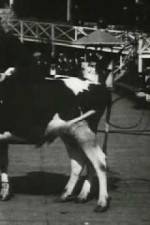 Watch Rube and Mandy at Coney Island Movie2k