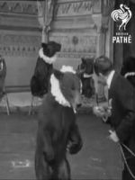 Watch Trained Bears Movie2k