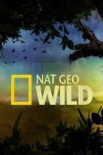 Watch Wild Tiger Queen Movie2k