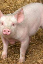 Watch Patent For A Pig: The Big Business of Genetics Movie2k