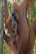 Watch Refugees Of The Lost Rainforest Movie2k